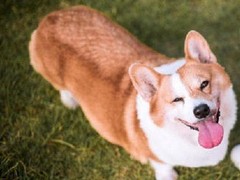 徐州比利时牧羊犬