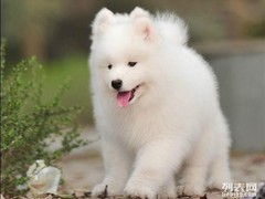 亨达犬业