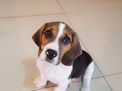 豆豆犬舍
