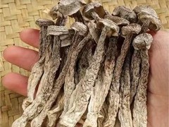 人工种植鹿茸菌价格