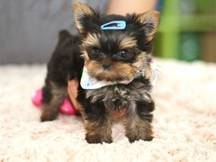 犬舍繁殖基地