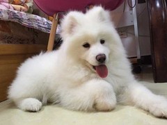 爱宠乐犬舍