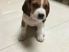 广东真顺犬业