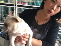 上海青浦区宠物小动物流浪狗流浪猫救助领养收容收养中心站
