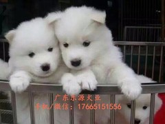 广东退伍兵犬舍