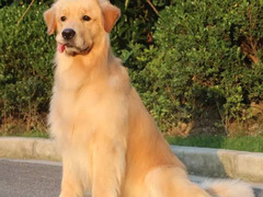 爱宠乐犬舍
