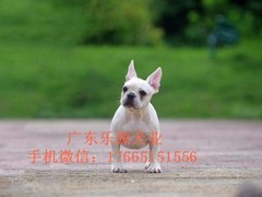 广东退伍兵犬舍