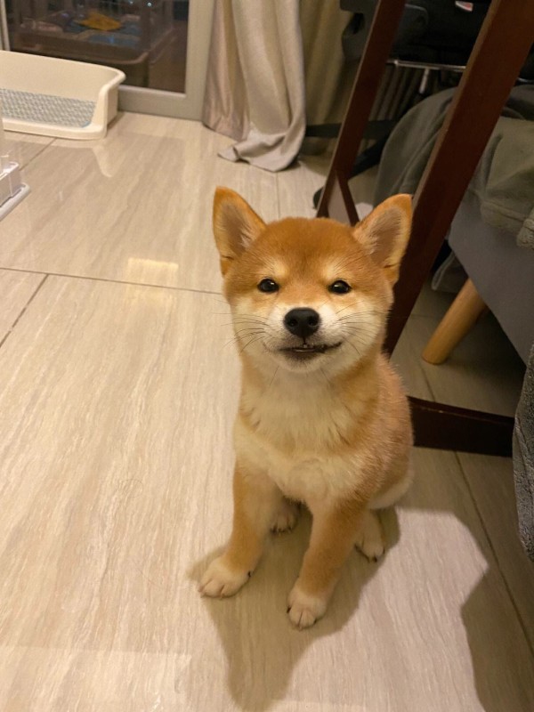 犬舍繁殖基地