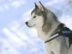 大连切萨皮克海湾寻回犬