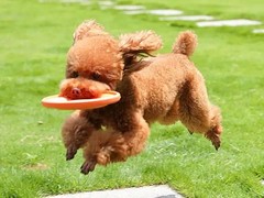 绍兴训犬学校