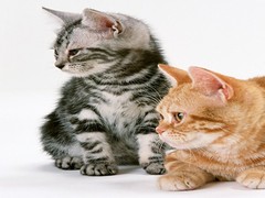 嘉兴宠物猫医院