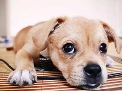 海口伊比赞猎犬