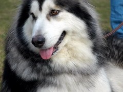 金华戈登雪达犬