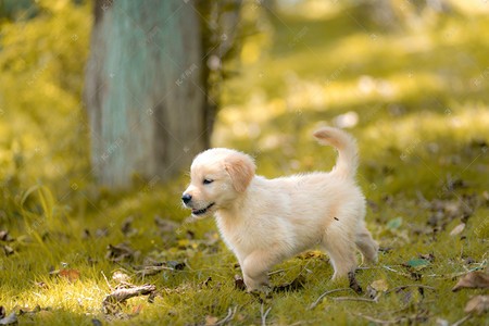 犬舍繁殖基地