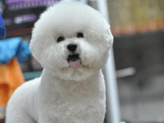 广州博爱犬舍