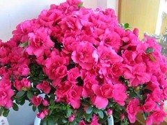 乌鲁木齐干花店