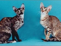 嘉美猫舍
