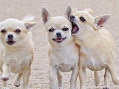 常德布列塔尼犬