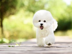 珠海卷毛比雄犬