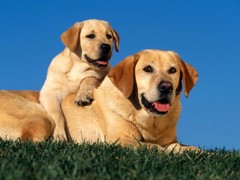 淮安黑褐猎浣熊犬