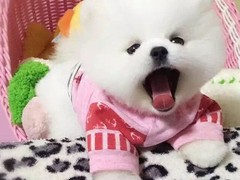 旺旺名犬