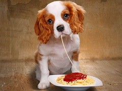 银川小型葡萄牙波登可犬