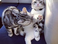 上海浦东新区宠物流浪狗流浪猫小动物救助领养收容收养中心站