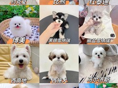 广州博爱犬舍
