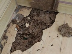 遂宁灭白蚁公司