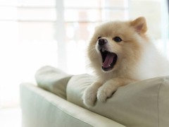 银川比利牛斯牧羊犬