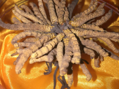 烟台回收茅台酒瓶子