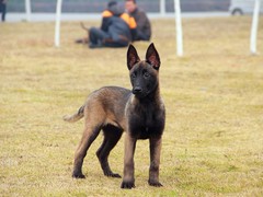 豆豆犬舍
