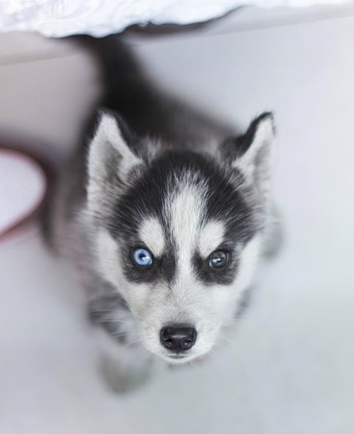 犬舍繁殖基地