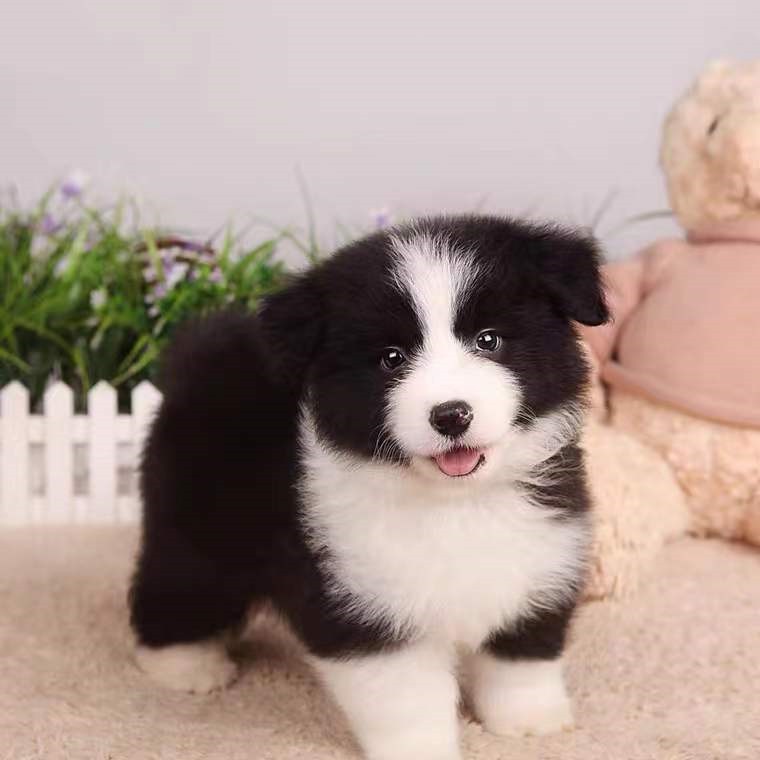 犬舍繁殖基地