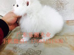 广东退伍兵犬舍