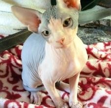 清华猫舍
