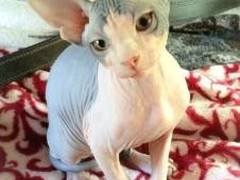 清华猫舍