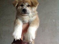 珠海普罗特猎犬