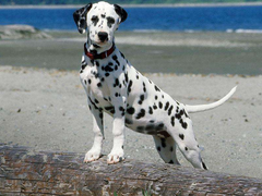 宿迁弗莱特寻回犬