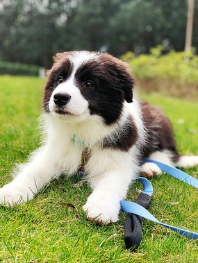犬舍繁殖基地