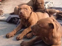 豆豆犬舍