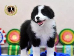 高端名贵犬