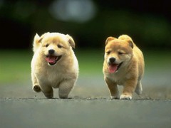 珠海卷毛比雄犬