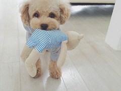 济南法老王猎犬领养