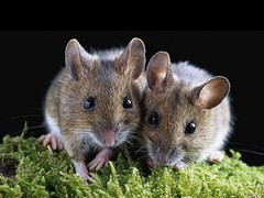 春华有害生物防治有限公司