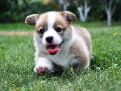 汪泰犬业