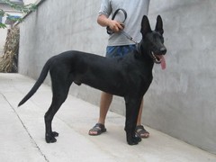 西宁田野小猎犬