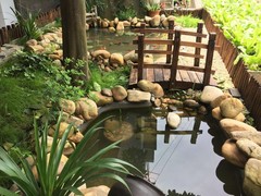 乌鲁木齐锦鲤价格