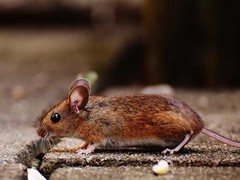 嘉兴杀虫灭鼠公司