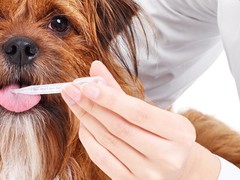 惠州宠物猫医院